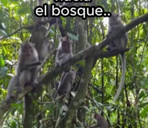 R2702006 Los animales les importa (Part 2)