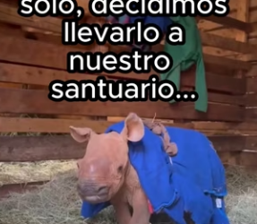 R2702011 Animales mercen amor (Part 2)