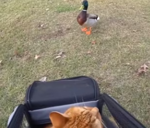 R2702008 Solo querían que alguien se preocupara (Part 2)