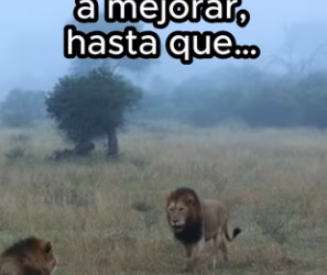 R2702009 Animales pasan por demasiado (Part 2)