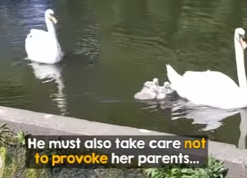 I2802010 Beautiful Reunion Cygnet Its Swan Paren (Part 2)