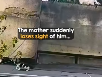 I2802011 Tiny kitten fights to reunite family (Part 2)