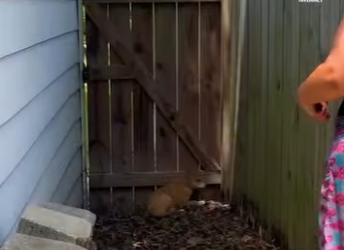 I2802003 Stray Coyote Pup Finally Finds Loving Home (Part 2)