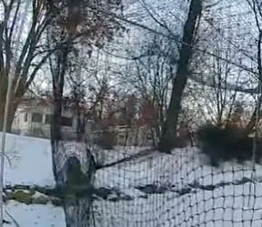 I2802012 Officer Tries to Save Deer but It Quickly Turns In (Part 2)