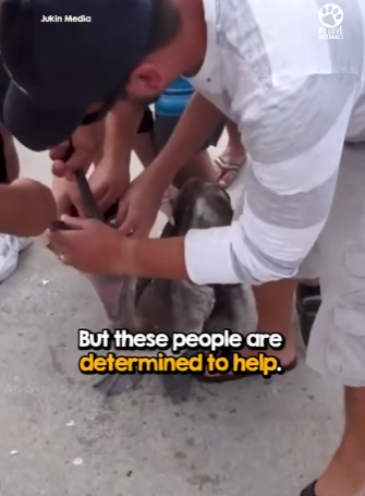 I2802007 Kind Strangers Tangled Pelican (Part 2)