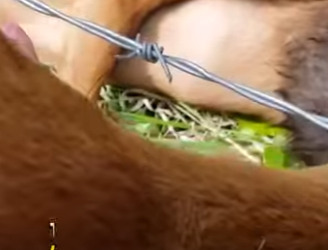 I2802001 Protective Mom Watches as Strangers Her Trapp (Part 2)