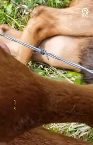 I2802001 Protective Mom Watches as Strangers Her Trapp (Part 2)