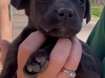 I2802005 Kind Woman Rescues Puppy Left in Dump (Part 2)