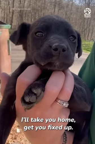 I2802005 Kind Woman Rescues Puppy Left in Dump (Part 2)