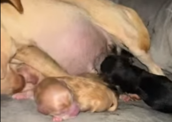 M0402008 Nacieron mis cachorritos,mi casa se llenò (Parte 2)