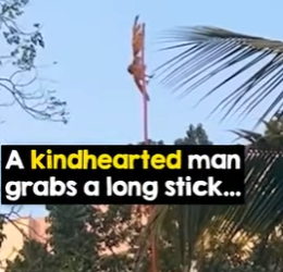 I2802009 Terrified Owl Dangles Kite Line Until Help Ar (Part 2)