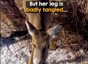 I2802006 Those heartbreaking screams saved her life (Part 2)