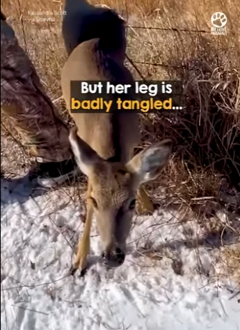 I2802006 Those heartbreaking screams saved her life (Part 2)