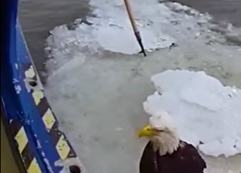 I2802002 Bald Eagle knew police were there to help (Part 2)