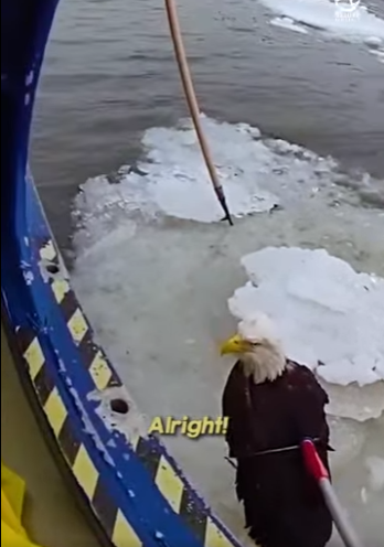 I2802002 Bald Eagle knew police were there to help (Part 2)