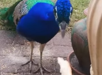 A2801004 Peacock (Parte 2)