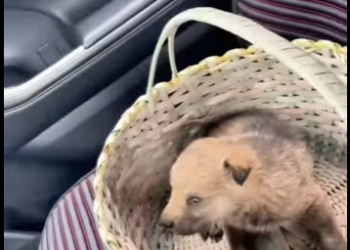 A2801010 Cogí un lobo (Parte 2)