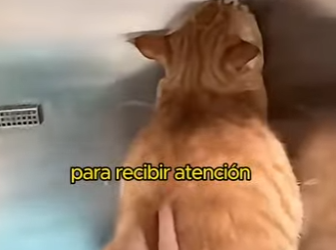 A2801009 A ginger cat lost her only kitten (Parte 2)