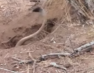 A2801006 What trapped lion in den (Parte 2)