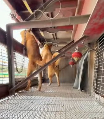 A2801007 His master is unwilling to be separated from them for even a minute. (Parte 2)