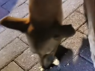 A2801011 This dog needs freedom (Parte 2)