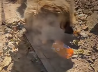 A2801008 It just wants to have a home. (Parte 2)