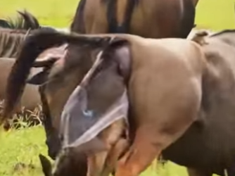 A2801005 Wildebeest giving birth to calves (Parte 2)