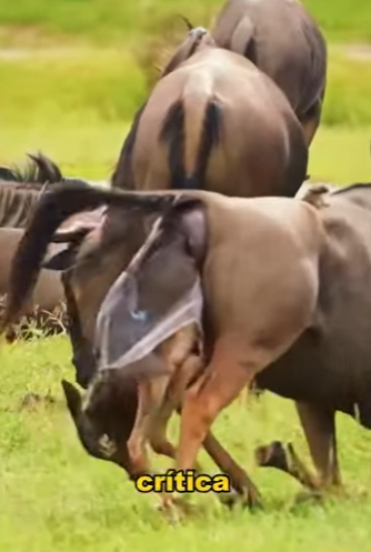 A2801005 Wildebeest giving birth to calves (Parte 2)