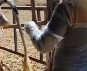 A2801002 The miracle of life The calf was born successfully (Parte 2)