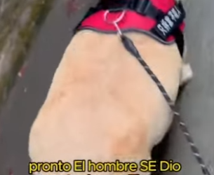 A2801012 This dog needs to lose weight (Parte 2)