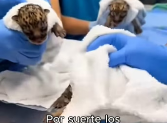 V2602008 Amazing ending.. (Part 2)