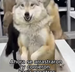 V2602007 Increíble (Part 2)