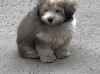 M2802003 Me abandonaron por ser feo apestoso (Parte 2)