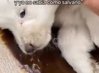 M2802008 Mi hermanito ya no se movía yo no sabía cómo salvarlo (Parte 2)