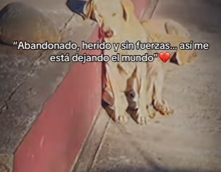 M2802010 Abandonado, herido sin fuerzas así me está dejando el mundo (Parte 2)