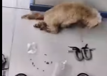 M2802007 La perrita que aprendió sobrevivir arrastrándose (Parte 2)