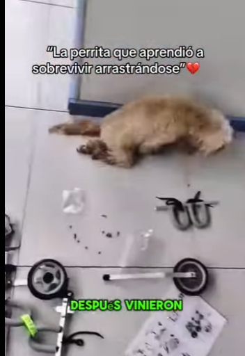 M2802007 La perrita que aprendió sobrevivir arrastrándose (Parte 2)