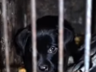 M2802002 Un cachorrito condenado sin haber cometido un pecado (Parte 2)