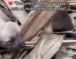 M2802006 Basurero, hambre ratas esta es nuestra historia real (Parte 2)