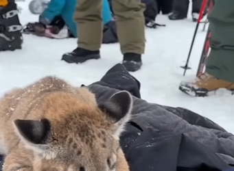 Z2602010 I Saved a Cub While Snowboarding (Part 2)