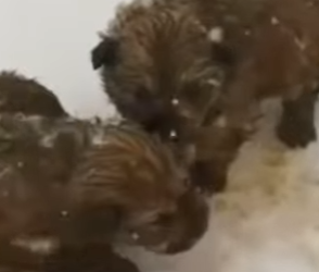 M0402011 Abandonados morir congelados (Parte 2)