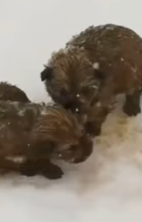 M0402011 Abandonados morir congelados (Parte 2)