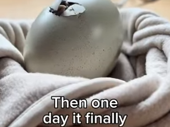 Z2602006 I Thought I Found a Chicken Egg at Work… (Part 2)