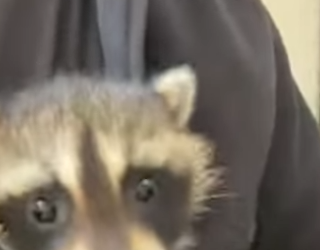 Z2602009 Raccoon Fell in Love With My Chihuahua (Part 2)