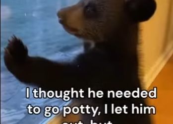 Z2602005 My Dog Loves His Bear Buddy (Part 2)