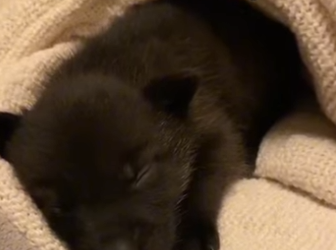 Z2602007 My Cat Tries to Adopt a Baby Wolf (Part 2)