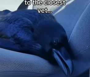 Z2602008 I Never Expected My Cat to Help Save a Bird (Part 2)