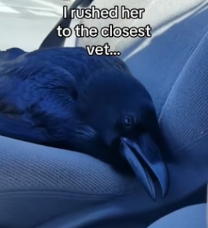 Z2602008 I Never Expected My Cat to Help Save a Bird (Part 2)