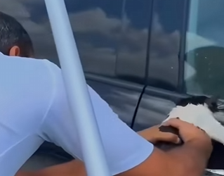 V2802005 estos gatitos fueron rescatados por buenas personas (Parte 2)