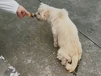 V2802001 La perra que bloqueó una carretera lo que descubrieron dejó todo… (Parte 2)